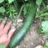 Kelahmet Long Kelahmet Long cucumber photographed in field next to farmer's hand