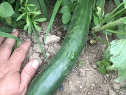 Kelahmet Long cucumber photographed in field next to farmer's hand