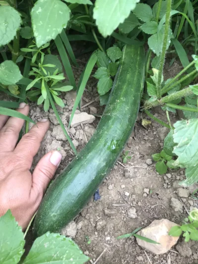 Kelahmet Long Kelahmet Long cucumber photographed in field next to farmer's hand