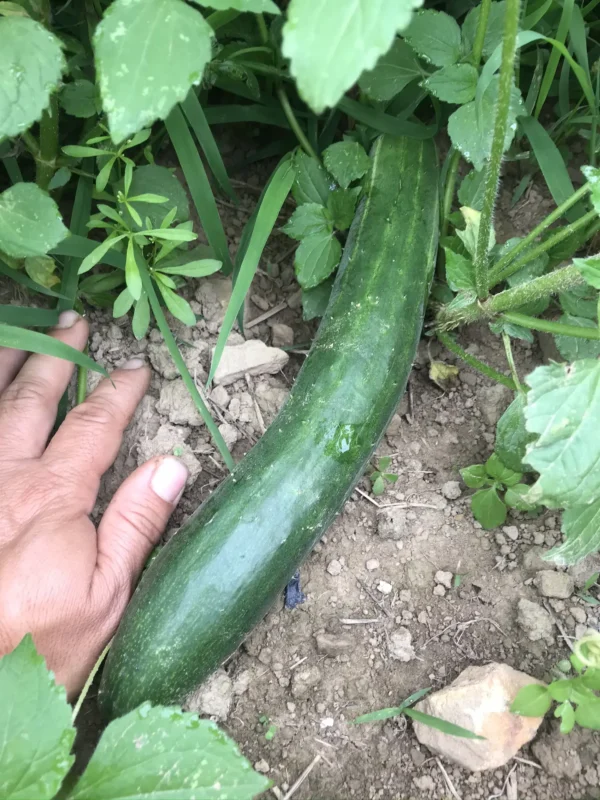 Kelahmet Long cucumber photographed in field next to farmer's hand