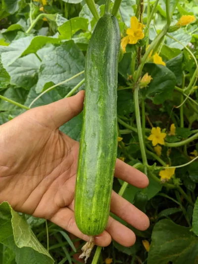 Kelahmet Long CS Kelahmet Long cucumber photographed with the farmer's hand in the background.