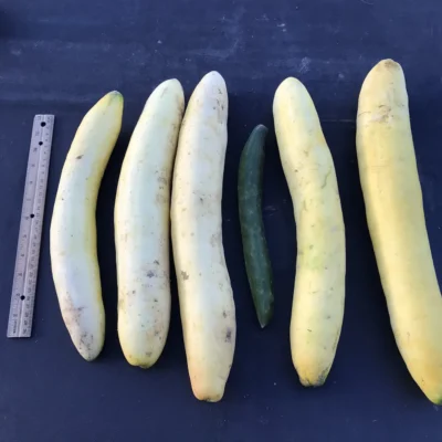 Kelahmet Long2 Overripe Kelahmet Long cucumbers are lined up next to a ruler on photography backdrop.