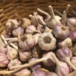 Garlic Bulbs, Samarkand Hardneck