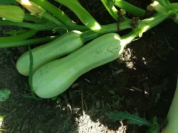 Two Sakiz summer squash fruits photographed on the vine.