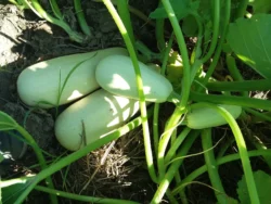 Three mature Sakiz summer squash fruits photographed on the vine.