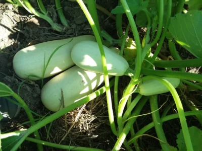 Sakiz4 Three mature Sakiz summer squash fruits photographed on the vine.