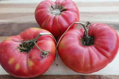 Hafize Balic Three ripe Hafize Balic pink tomatoes on wood