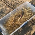 Turkey Hard Red wheat harvested and collected in a container