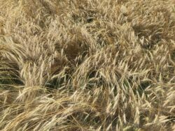 Mature Turkey Hard Red wheat photographed in the field