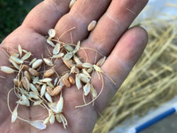 Turkey Hard Red wheat threshed and harvested for the dry seeds