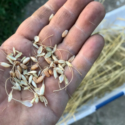 Turkey Hard Red wheat threshed and harvested for the dry seeds