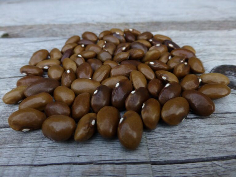Brown seeds of Sarıkız green bean scattered on wood