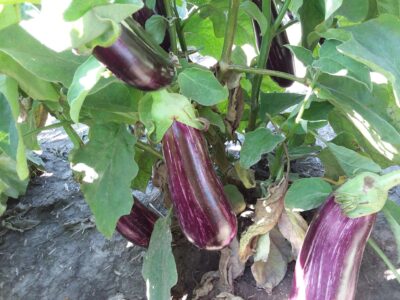 Yamula-TW3 Eggplant Seeds, Yamula