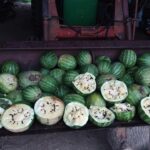 Many Cekirdegi Oyali (White Flesh) watermelons photographed in a tractor's bucket.