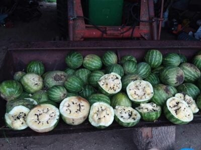 COWF3 Many Cekirdegi Oyali (White Flesh) watermelons photographed in a tractor's bucket.