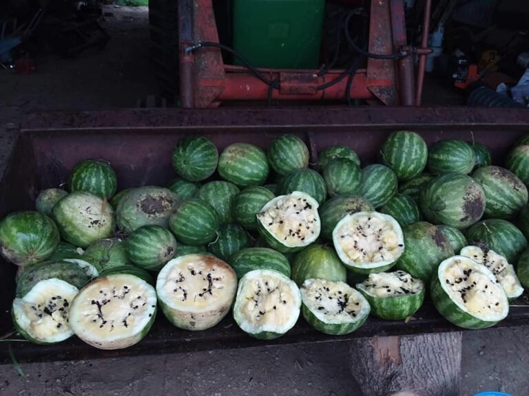 Many Cekirdegi Oyali (White Flesh) watermelons photographed in a tractor's bucket.