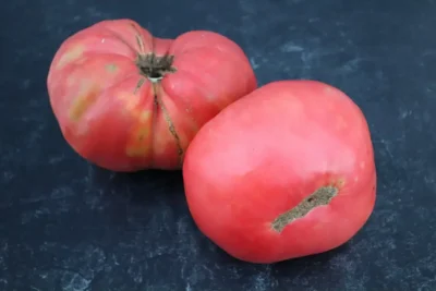 Mortgage Lifter2 Two Large Mortgage Lifter tomatoes photographed on photography background