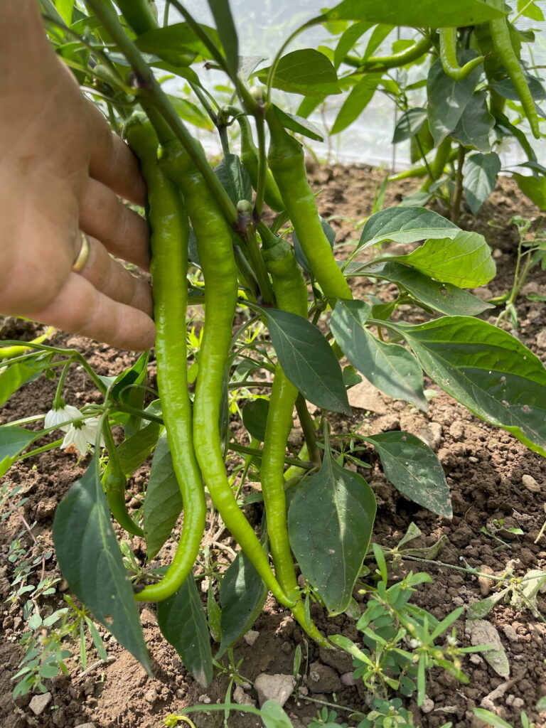 Sweet Pepper Seeds, Sürmeli Sürmeli sweet pepper in photoprahed in farmer's hand