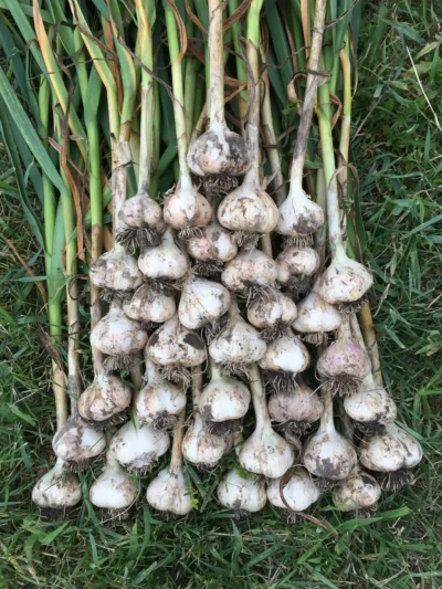 Garlic Bulbs, German White Hardneck