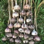 Garlic Bulbs, Lorz Italian Softneck