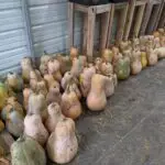 Armut winter squash fruits in storage shed