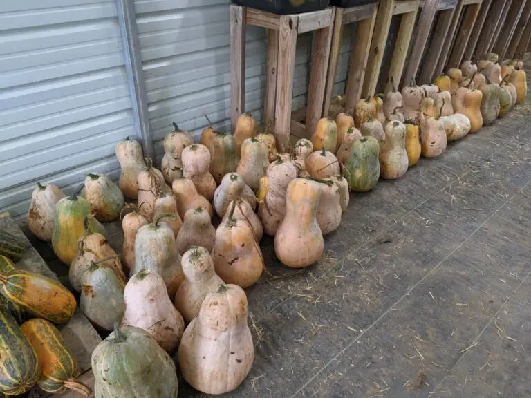 Armut winter squash fruits in storage shed