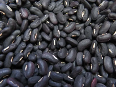 Canakkale Kuskonmaz Long Bean Seeds, Çanakkale Black-Seeded