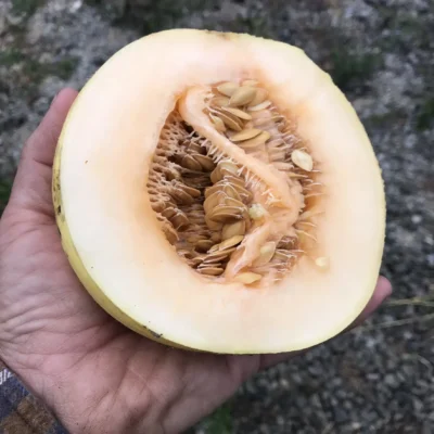 Melon Seeds, Düvelek