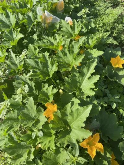 Kars Yemeklik2 Kars Yemeklik foliage and flowers.