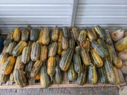 Overripe Kars Yemeklik fruits photographed in storage.