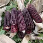 Bloody Butcher corn ears photographed on husks.
