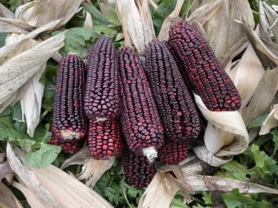 Bloody Butcher1 Bloody Butcher corn ears photographed on husks.