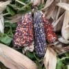 Bloody Butcher2 Bloody Butcher dent corn occasionally produces ears with seeds that have variations of blue, white and light purple color.