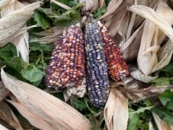 Bloody Butcher dent corn occasionally produces ears with seeds that have variations of blue, white and light purple color.