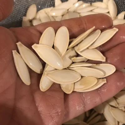 Urgup Sivrisi1 Summer Squash Seeds, Ürgüp Sivrisi