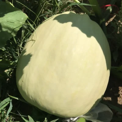 Urgup Sivrisi2 Summer Squash Seeds, Ürgüp Sivrisi