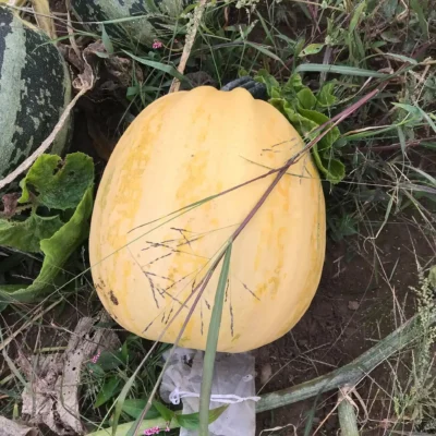 Urgup Sivrisi3 Summer Squash Seeds, Ürgüp Sivrisi