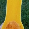 Cut Waltham Butternut winter squash photographed in farmer's hand