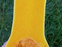Cut Waltham Butternut winter squash photographed in farmer's hand