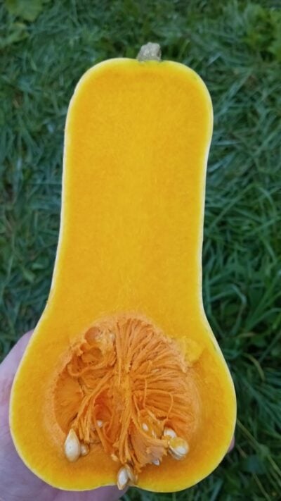 Waltham Butternut2 Cut Waltham Butternut winter squash photographed in farmer's hand