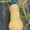Waltham Butternut3 Winter Squash Seeds, Waltham Butternut