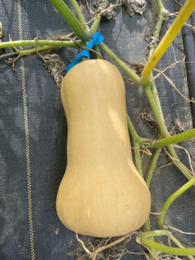 Waltham Butternut3 Winter Squash Seeds, Waltham Butternut