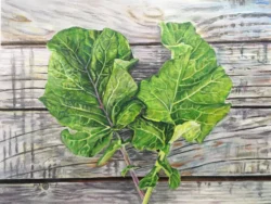Collard Seeds