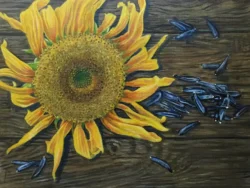 Sunflower Seeds