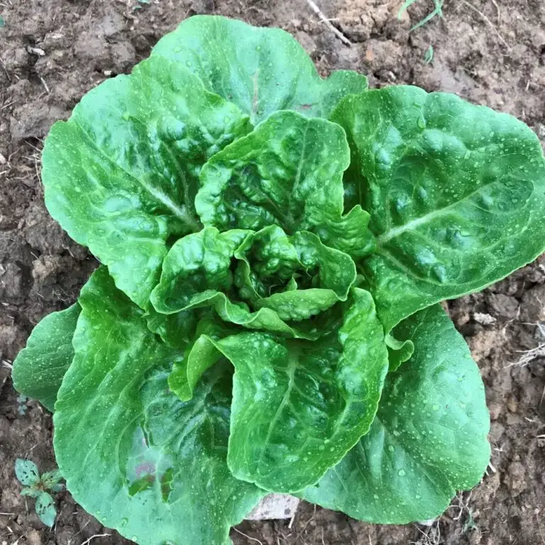 Lettuce Seeds, Barnwood Gem Fresh green Barnwood Gem romaine lettuce in soil