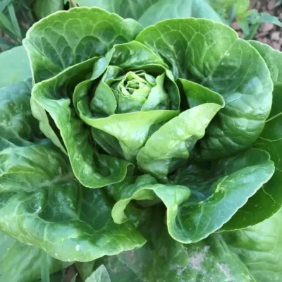 Barnwood Gem2 Lettuce Seeds, Barnwood Gem