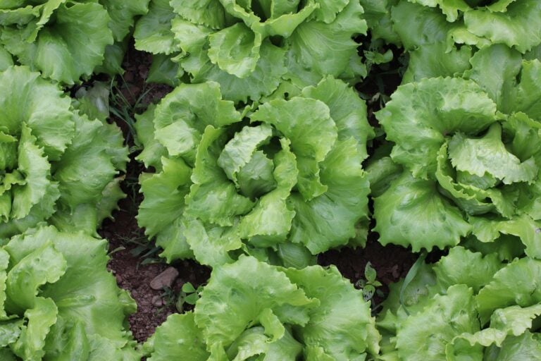 Lush green La Brillante looseleaf lettuce heads in garden