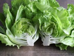 la brillante lettuce 1 La Brillante lettuce