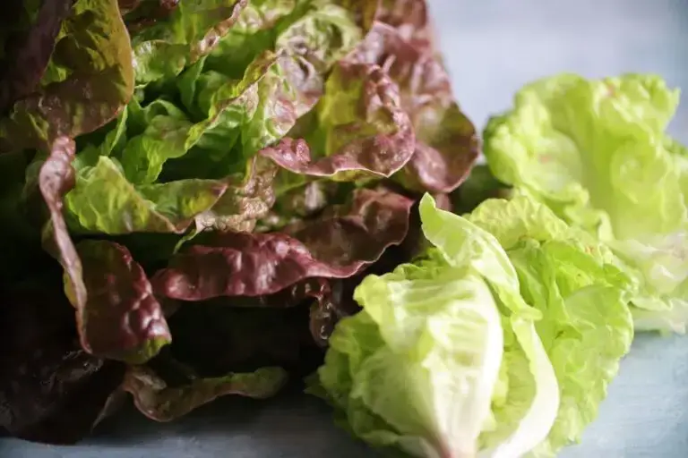 Lettuce Seeds, Merveille des Quatre Saisons Fresh green and red lettuce leaves