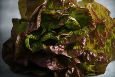 Marveille2 Lettuce Seeds, Merveille des Quatre Saisons
